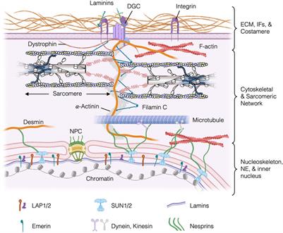 Nuclear mechanosignaling in striated muscle diseases